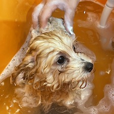 USハイドロバス | ホーム | Pet Hotel《Bow Cappuccino》