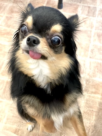チワワ