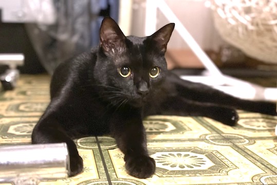ペットホテル：パブカプチーノで寛ぐ黒猫のネオ君