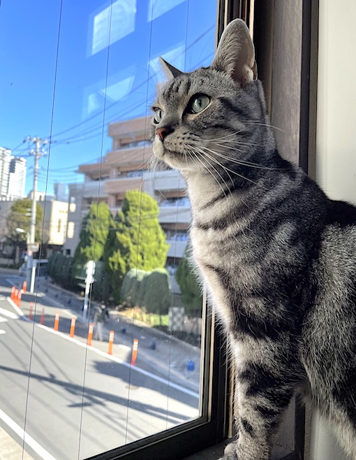 アメリカン・ショートヘアー