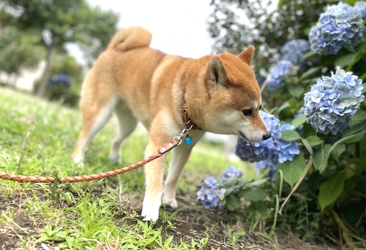 公園の柴犬