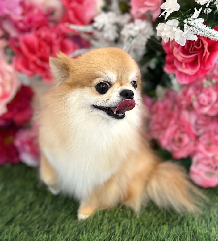 チワワ