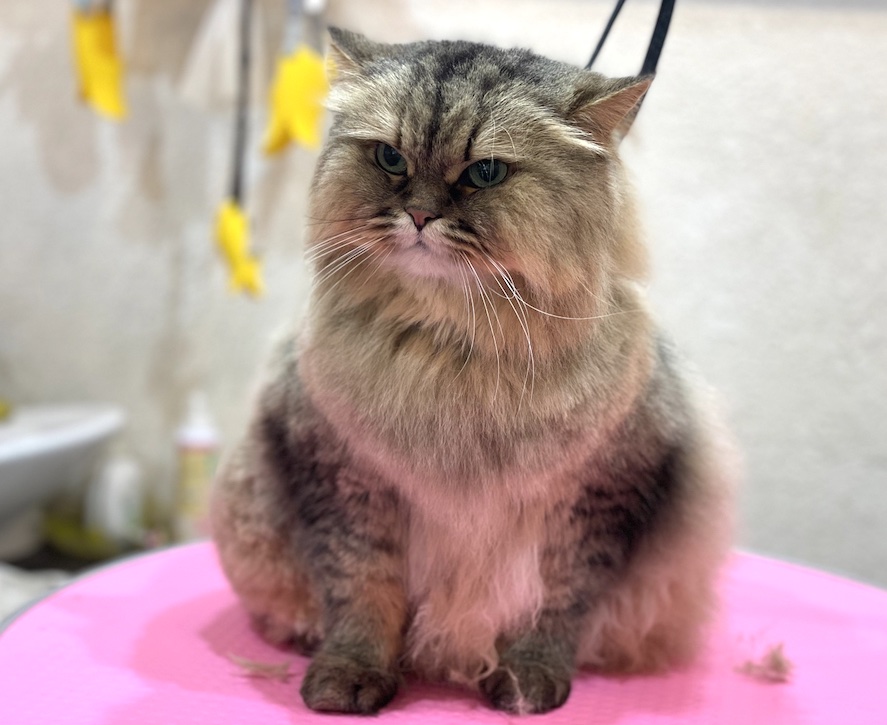 チンチラゴールデン