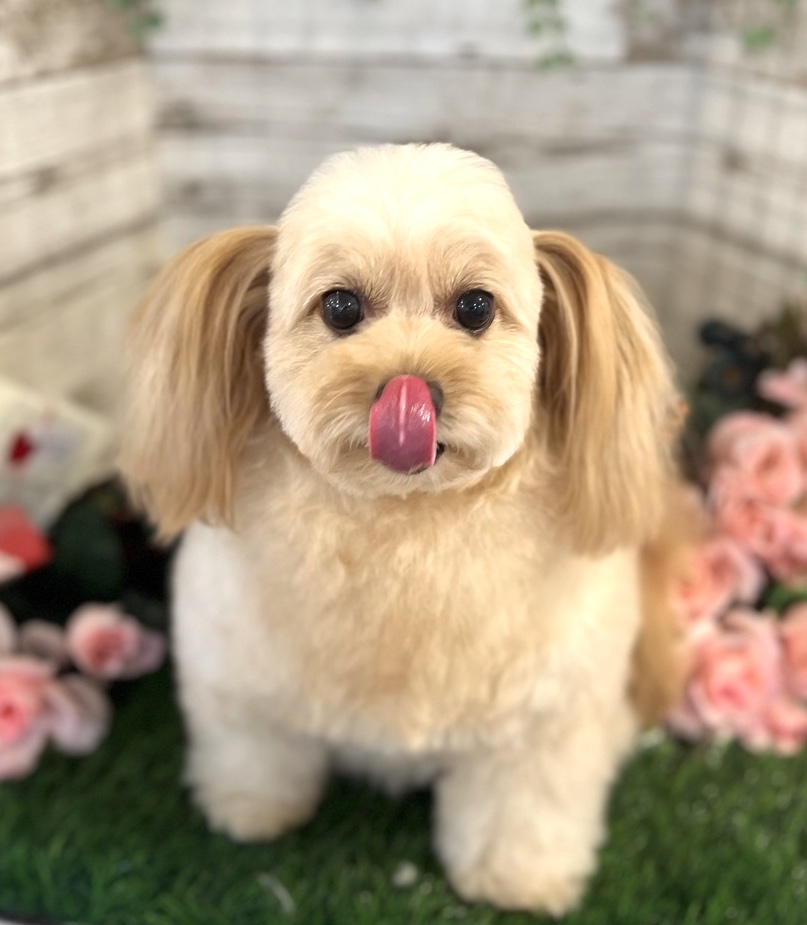 ミックス