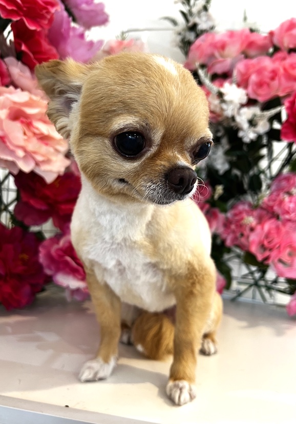 チワワ