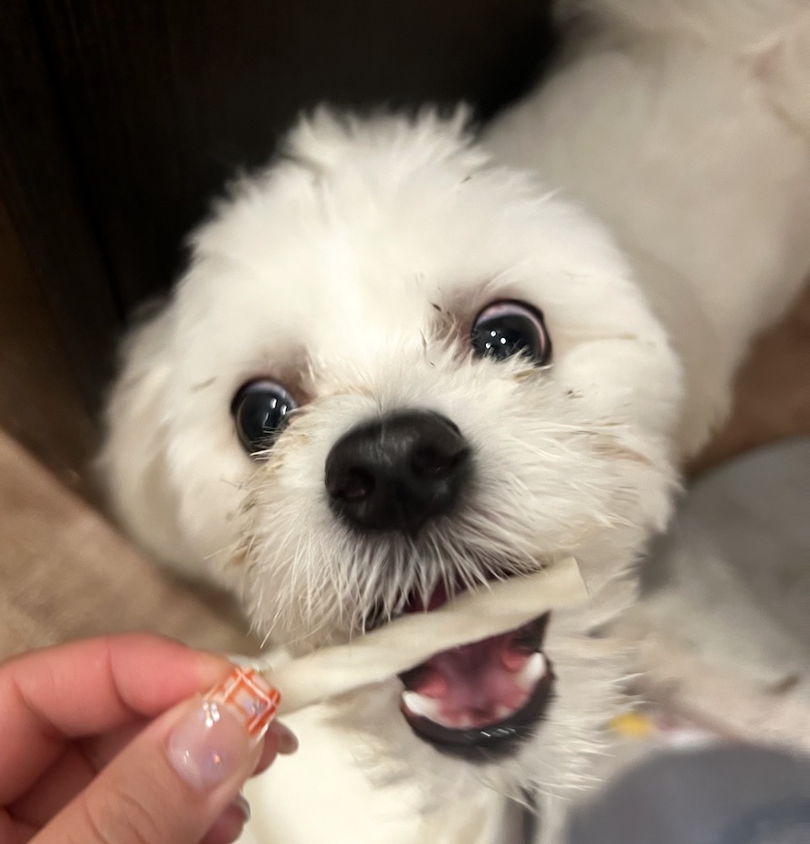 ポメマル