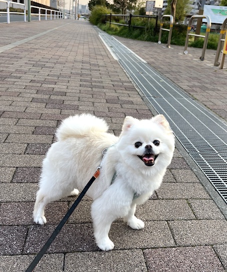 ポメラニアン