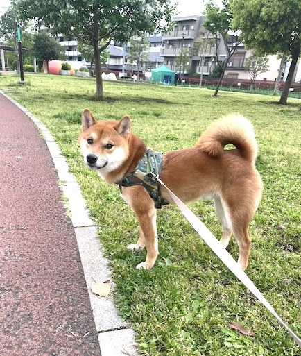 柴犬