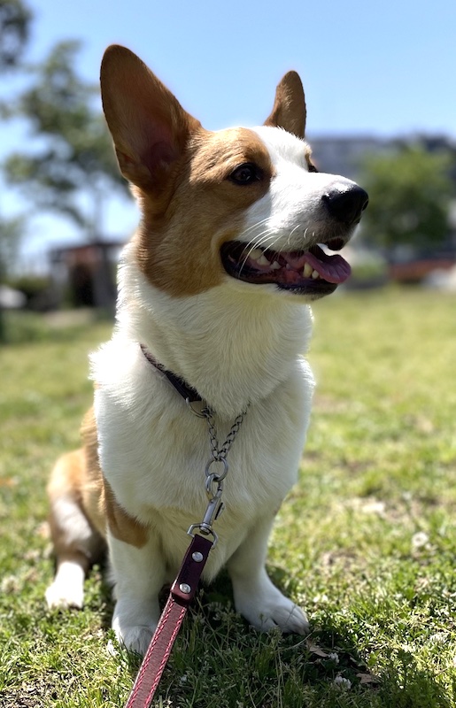 公園のコーギー犬