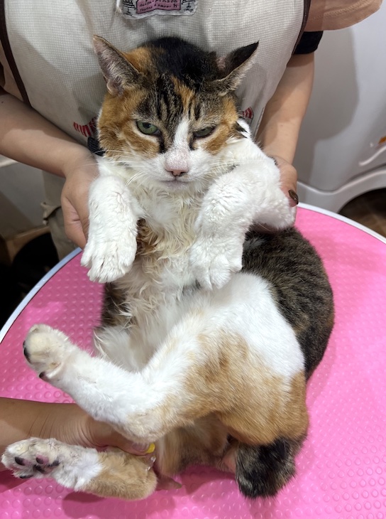 三毛猫