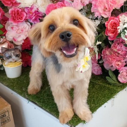 ヨークシャテリア